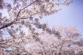 ดอกซากุระ (Sakura)